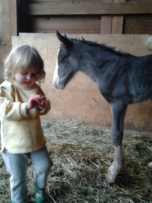 Ciara of Iarann, OC 75% Gypsy Cob, 19-04-2012 Ciara_15