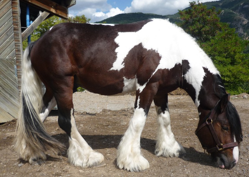 TCHUKY de Bohême Irish Cob agréé dispo dans le Sud Est  P1030217