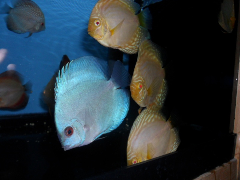 Discus new stock aout 2011 00110