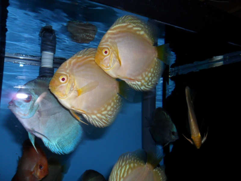 Discus new stock aout 2011 00211