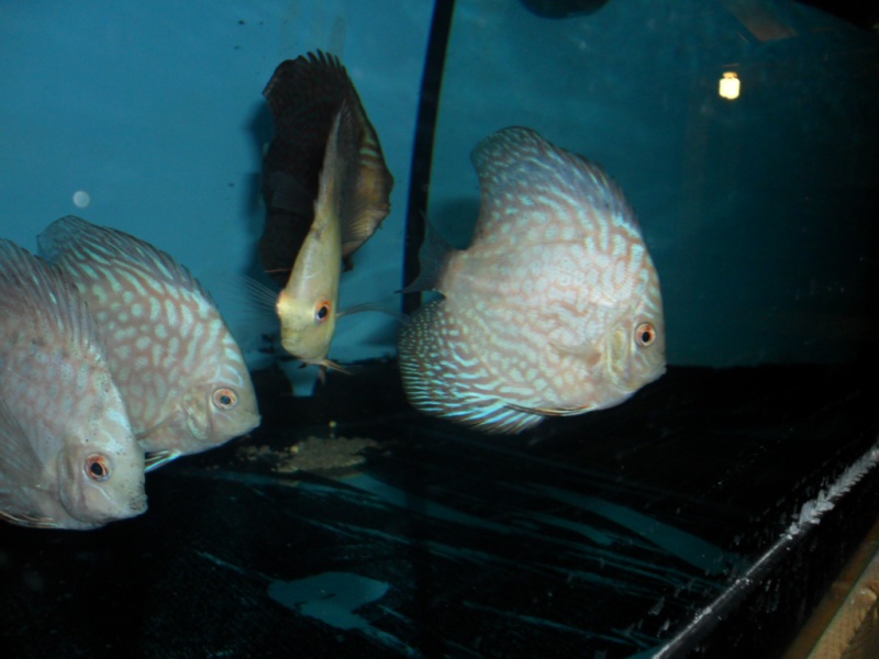 Discus new stock aout 2011 00710