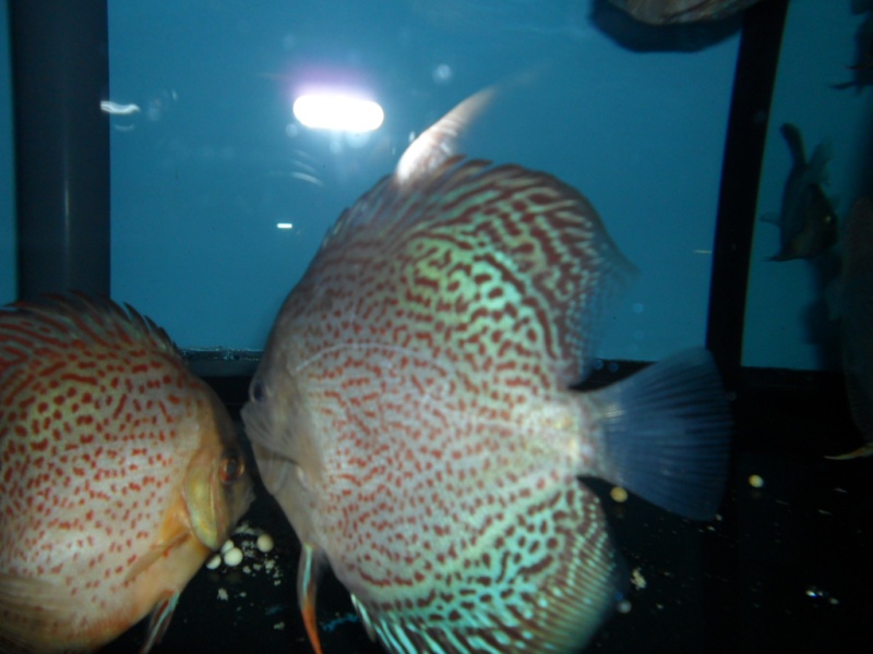 Discus new stock aout 2011 01510