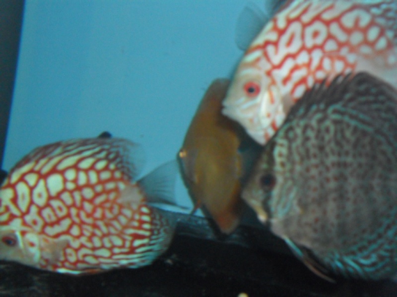 Discus a vendre Discus18