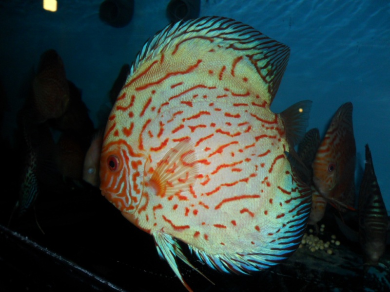 New stock discus 8/12/11 New_di11