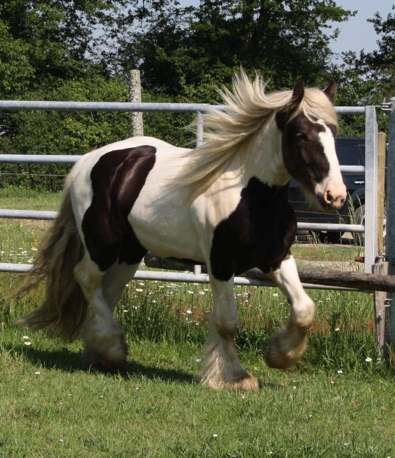 VALENTIN (pie silver dapple) JEUNE MALE DE 3 ANS Img_2827