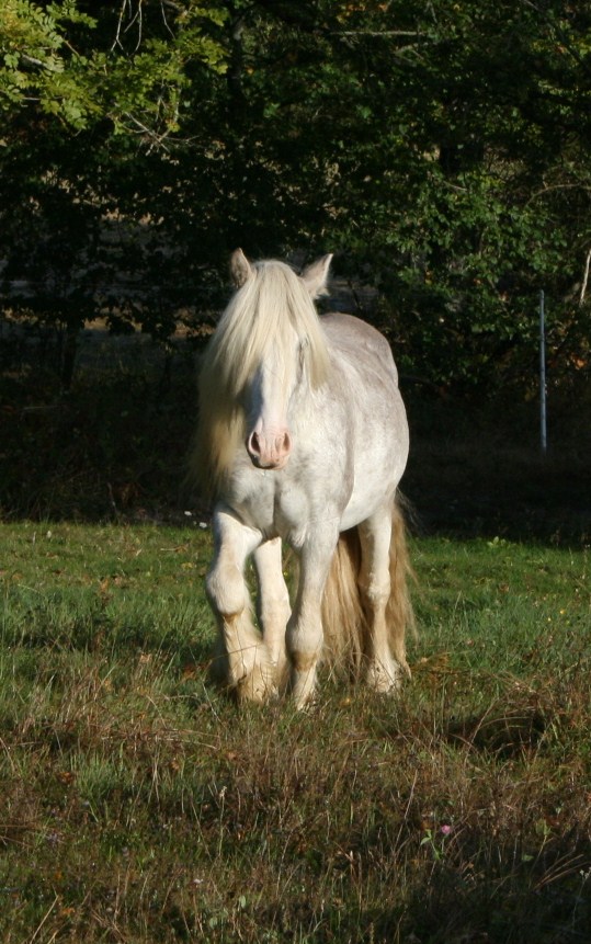 PRIDE (blagdon silver dapple) - Page 3 Img_4419