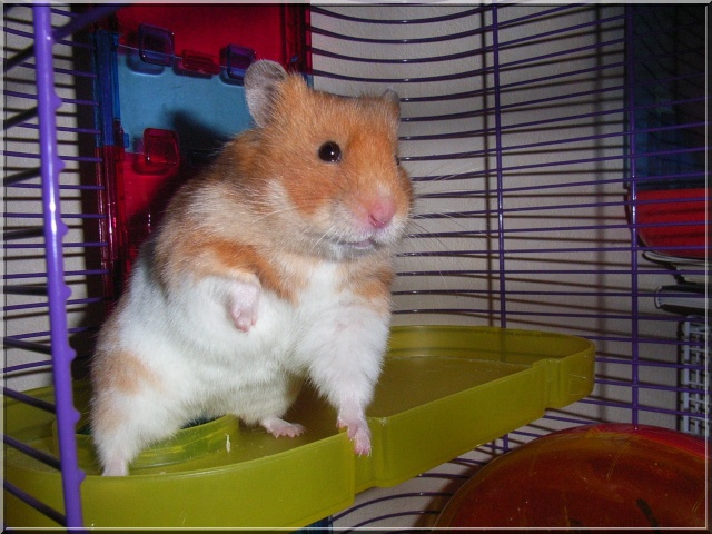 Mes Hamsters Syriens Photo10