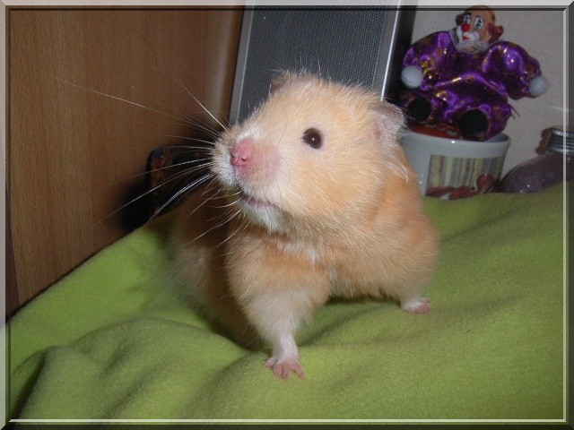 Mes Hamsters Syriens Tchy1010
