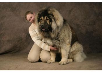 Sondage Top 10 Des Chiens Les Plus Impressionants Page 3