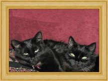 2 chattes noires( poils longs) a adopter ensembles Chatte10