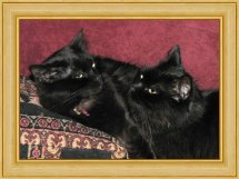 2 chattes noires( poils longs) a adopter ensembles Chatte11