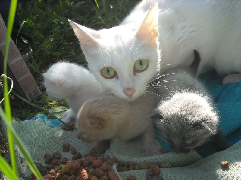 une maman et 4 chatons sur le trottoir prés d'un parc Chatte12