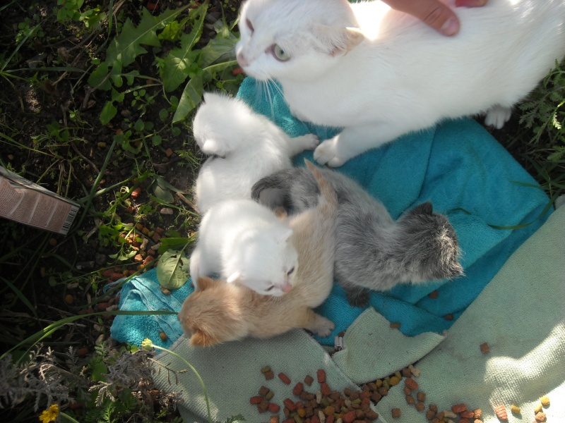 une maman et 4 chatons sur le trottoir prés d'un parc Chatte13