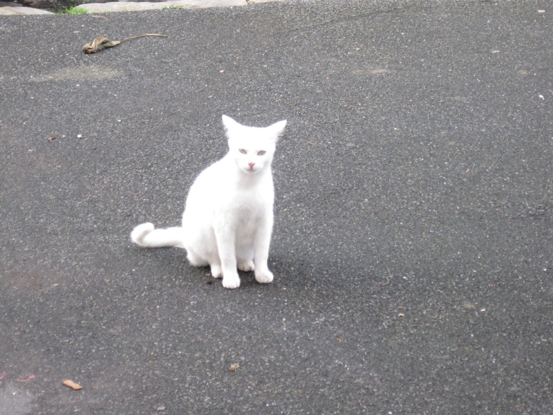 sos Fa ou adoptants pour une chatte blanche laissée a la rue Chatte15