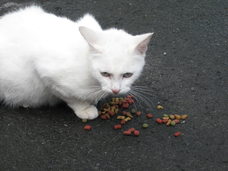 sos Fa ou adoptants pour une chatte blanche laissée a la rue Chatte16
