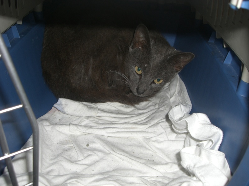 SOS pour un chatte patte foutue Bethune Cimg4312