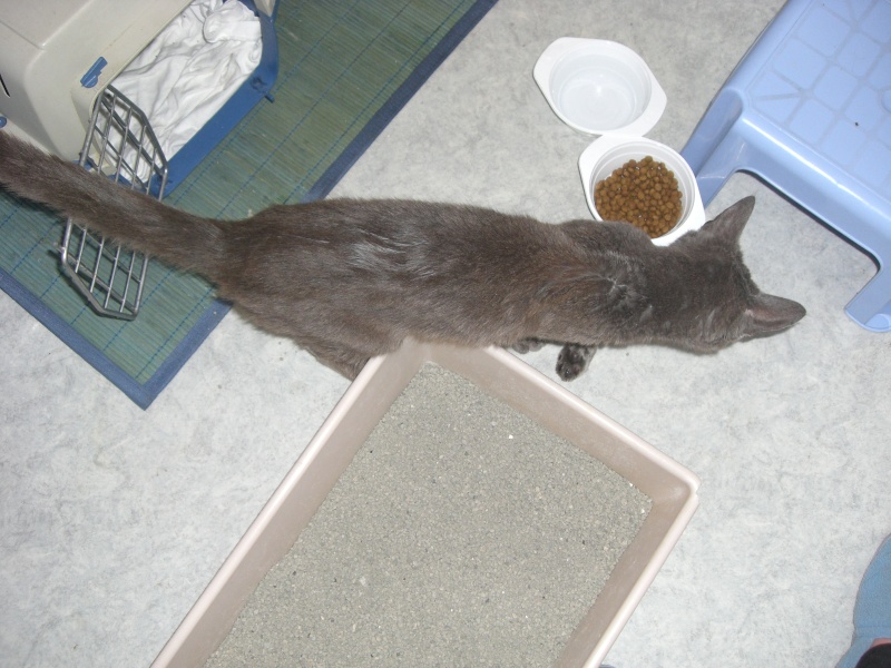 SOS pour un chatte patte foutue Bethune Cimg4313