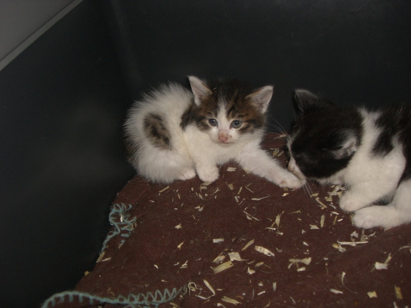 17 chatons (poils longs ) trouvés !!! Cimg5018