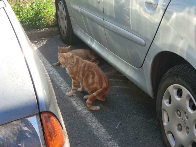 recapitulatif des chats a la rue en attente de FA  Cimg6522