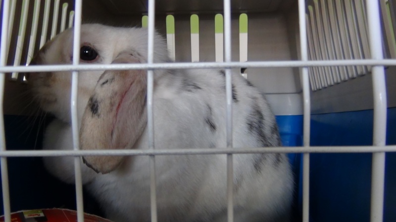 un lapin bélier sur un parking  Lapin10