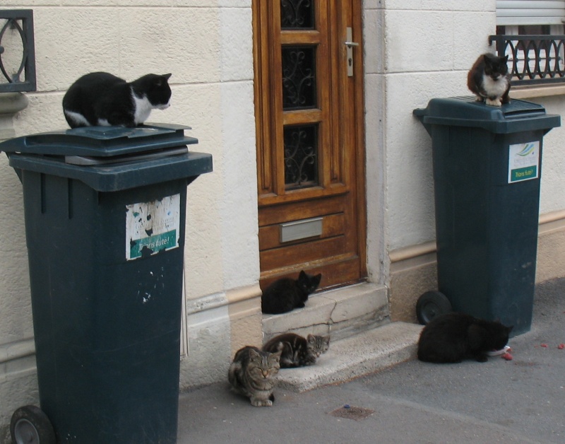 recapitulatif des chats a la rue en attente de FA  Repas_10