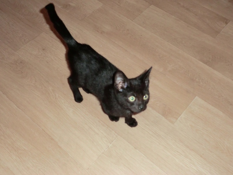 chaton male noir 10semaines entorse a la patte adopté Zebul10