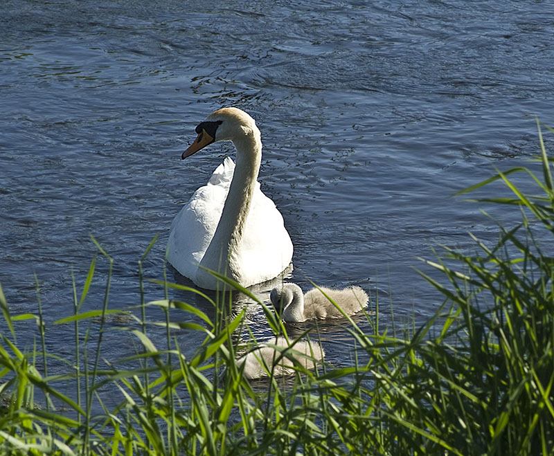 swans Hiding10
