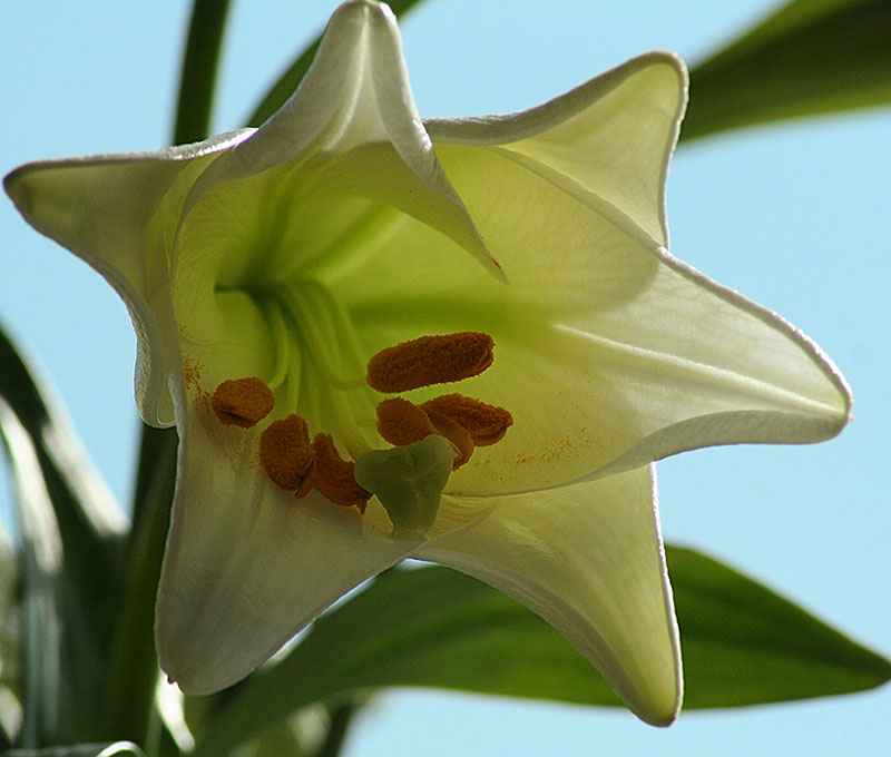 POTM round 6 June Lily210