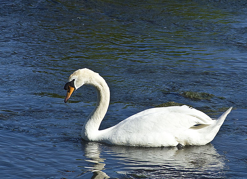 swans Swan10