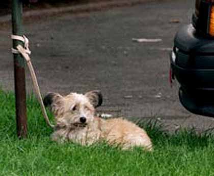 Contre les abandons, témoignages a lire et a diffuser a vos Chien_23