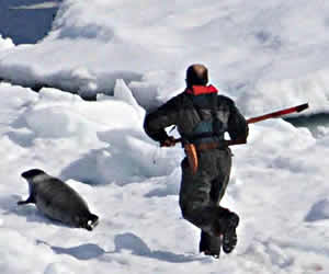 une nouvelle législation pour une chasse aux phoques plus h Phoque10