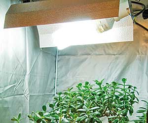 Plus de lumière pour les plantes d'intérieur Int-la10