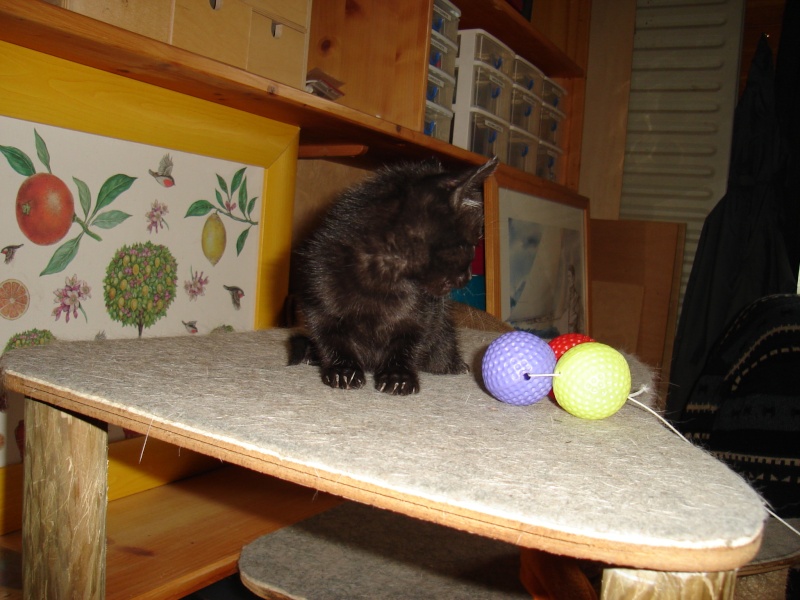 Panier de fruit anglais (chatons) Dsc06112