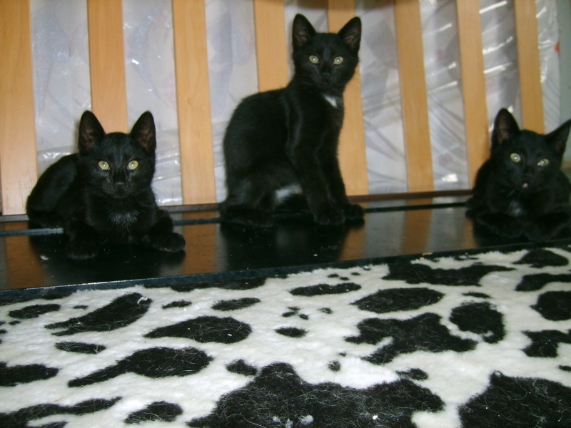 4 magnifiques chatons Photo_26