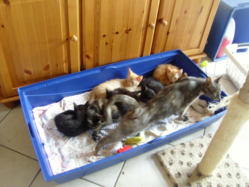 Bleuette et ses 6 chatons Snc10210