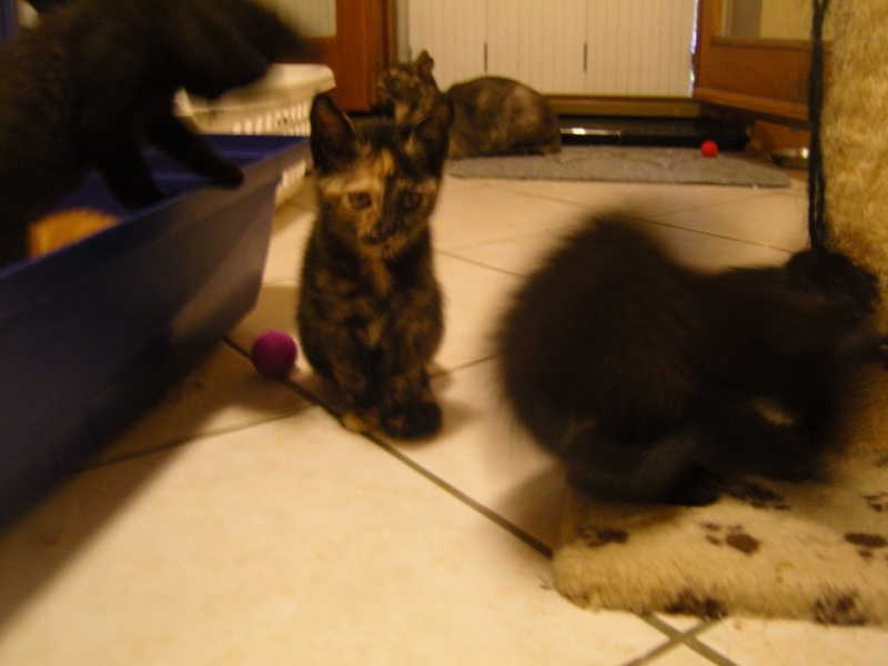 Bleuette et ses 6 chatons Snc10214