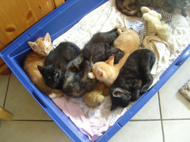 Bleuette et ses 6 chatons Snc10311
