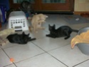 Bleuette et ses 6 chatons Dscn4120