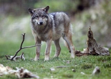 Eradique en france ,le loup revient 10247510