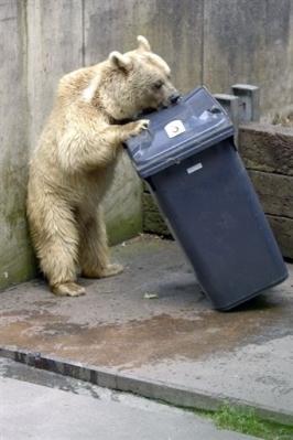 une poubelle anti-ours 23629810