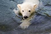 un ours polaire derive au nord de l'islande 39922110