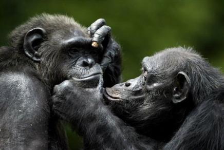chimpanzes.les femelles font l'amour en silence 89560711