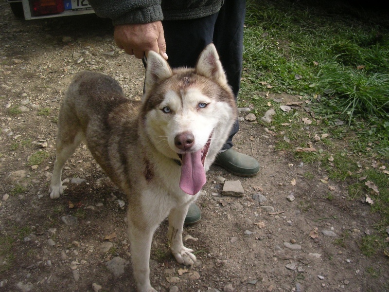 boutchou siberien husky lof (m) 22/11/2006/(36) REGION CENTRE (ADOPTE) Boutch10