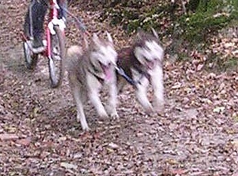 boutchou siberien husky lof (m) 22/11/2006/(36) REGION CENTRE (ADOPTE) Boutch13