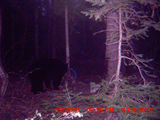 photos des 2 ours qui visite mon spot Mdgc0013
