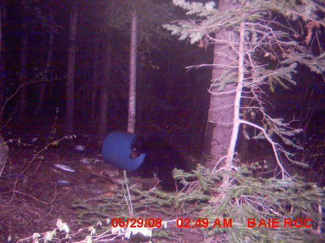 photos des 2 ours qui visite mon spot Mdgc0015