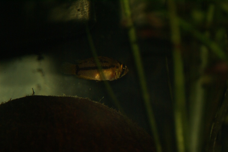 apistogrammoides puccalpaensis Dsc02410