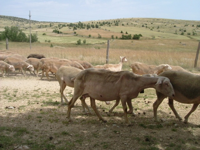 la transhumance - Page 3 Dscf2112