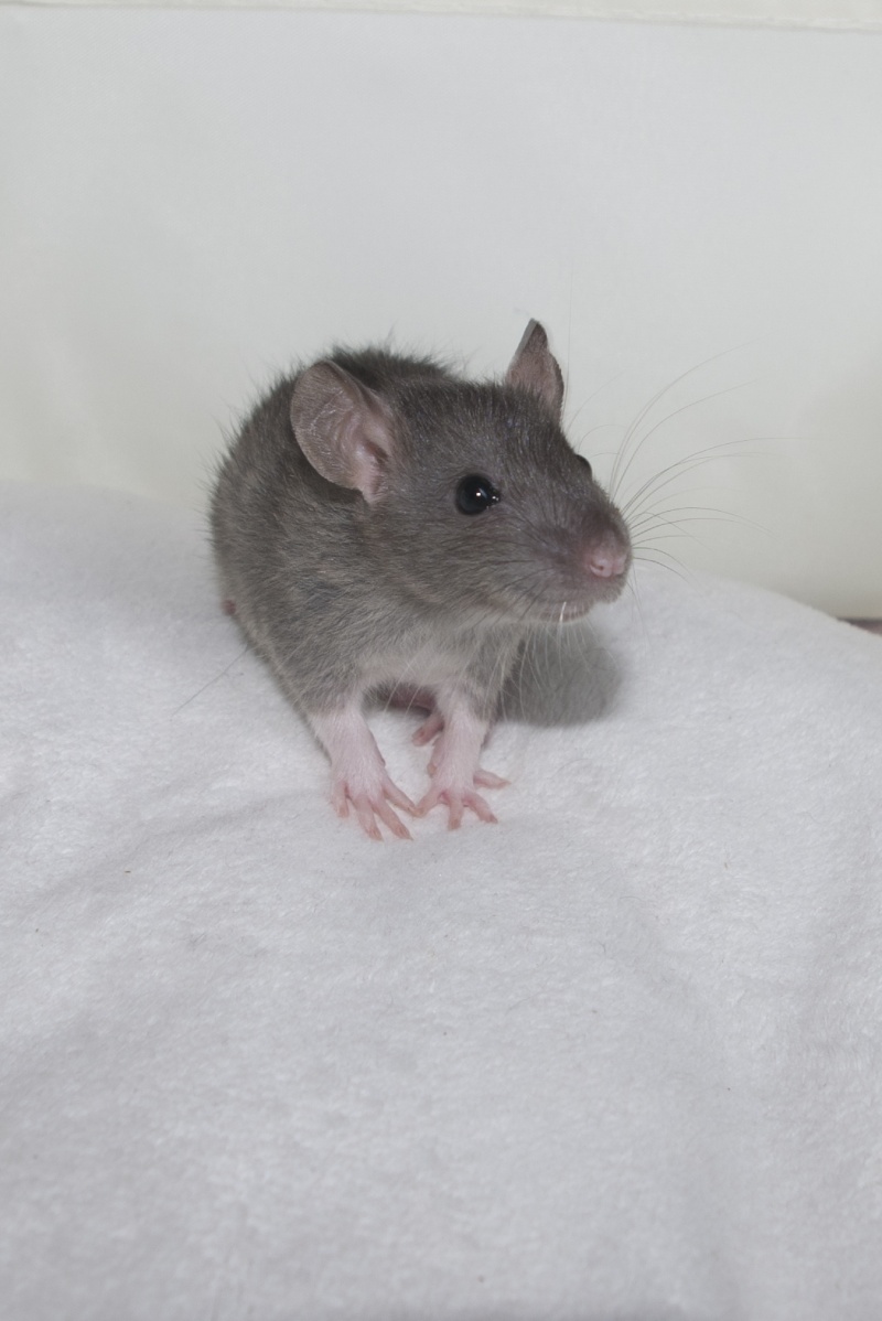 EDIT : 4 ratons mâles de la portée Alc Raiz X Kty Phoebus Ammava12