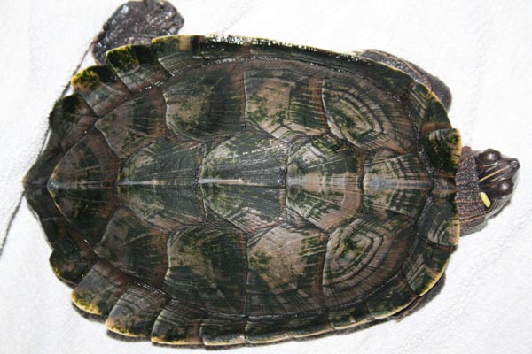 Identification tortue aquatique Photo_19
